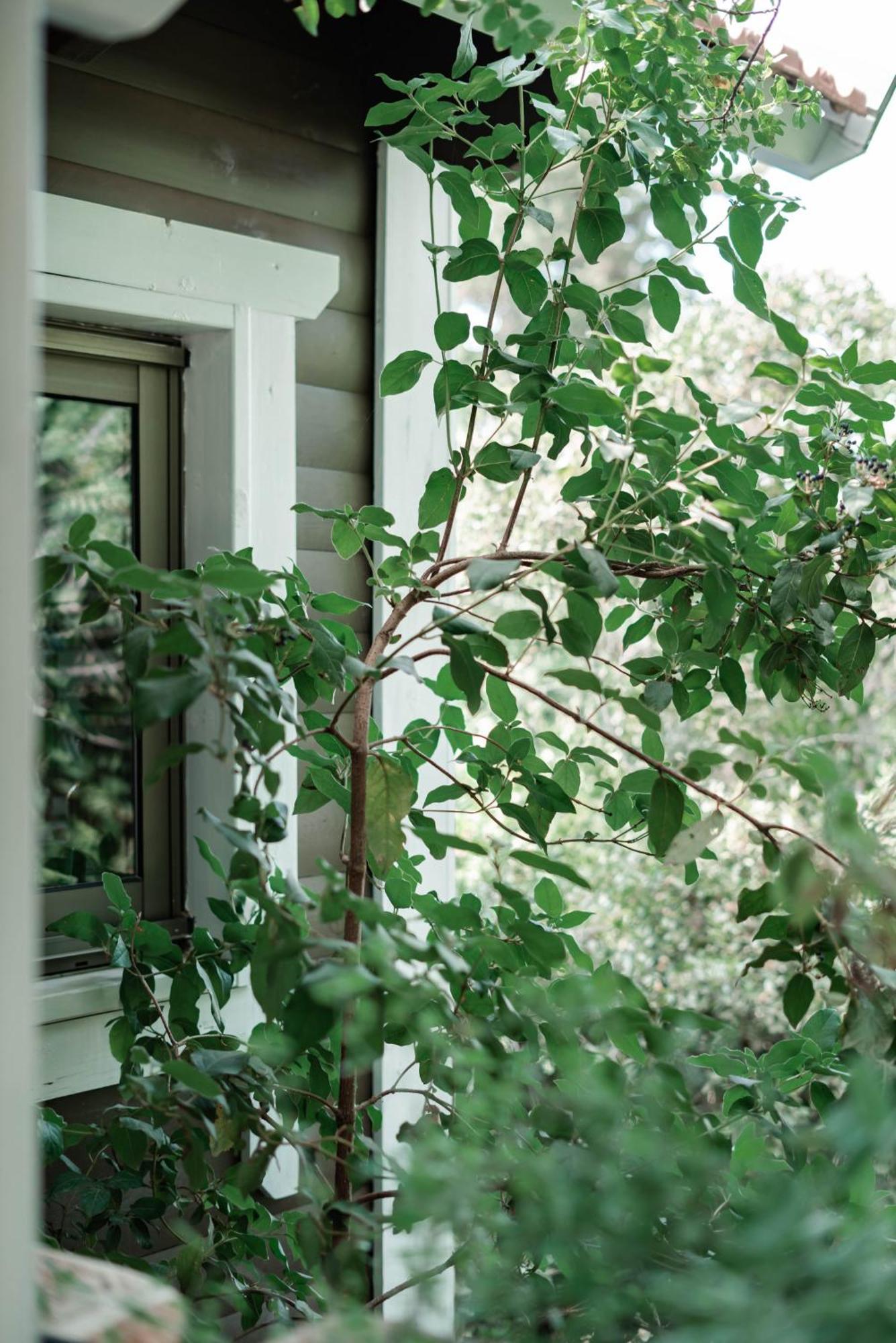 Live In The Woods Vila Mikhmannim Exterior foto